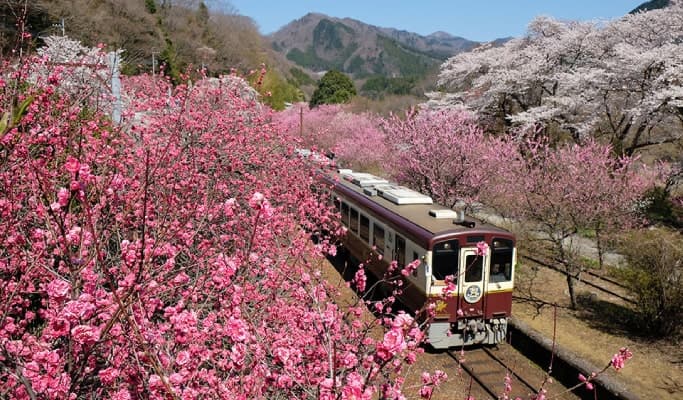 Spring Special: Watarase River Valley Sakura Train & Akagi Nanmen Senbonzakura Cherry Blossom Tour from Tokyo (Mar 25~Apr 15) - main view