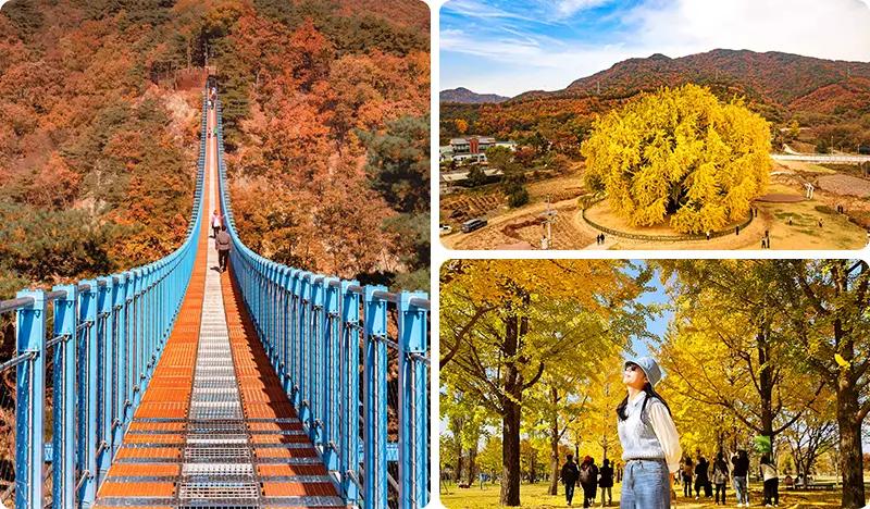 Wonju Sogeumsan Mountain Cable Car 1 Day Tour (+ Bangyeri Ginkgo Tree/ Stone Creek Frozen Cliffs) - from Seoul